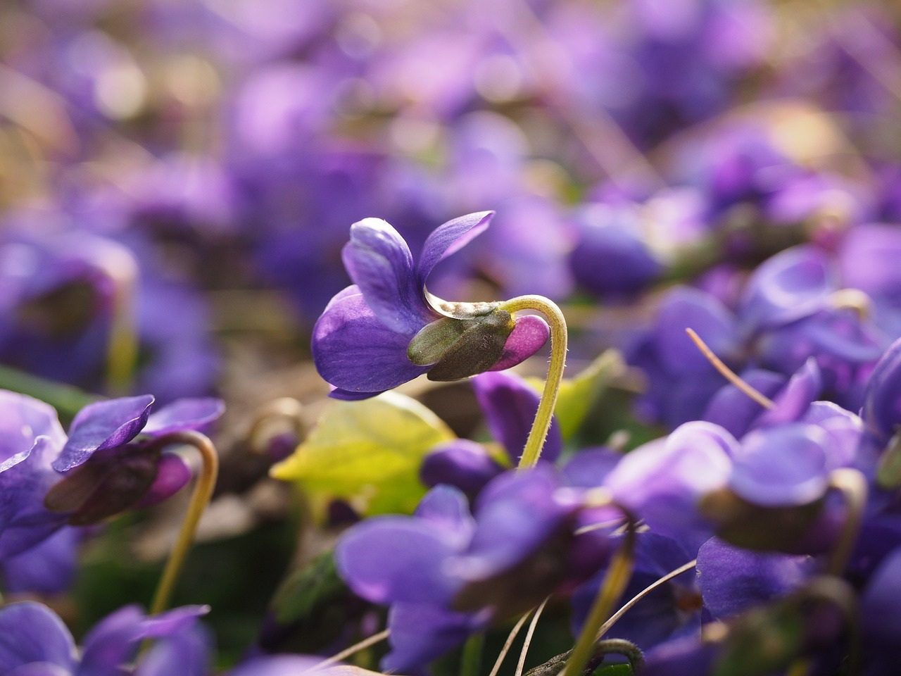 روغن بنفشه برای چی خوبه 